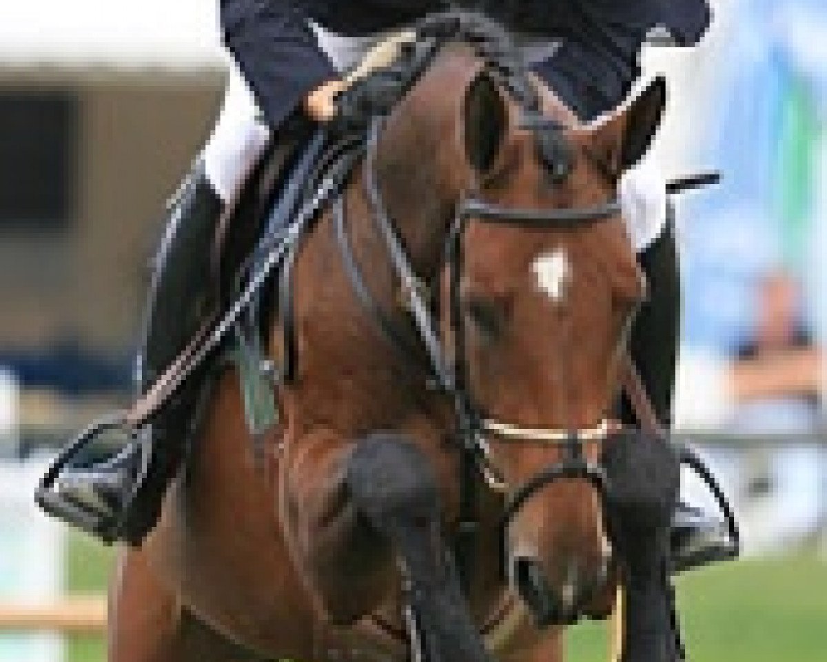 broodmare Olympic Girl Semilly (Selle Français, 2002, from Quidam de Revel)
