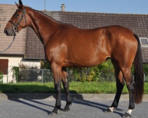 broodmare Esquisse Semilly (Selle Français, 2014, from Diamant de Semilly)