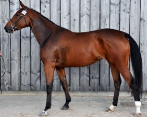 broodmare Dream of Semilly (Selle Français, 2013, from Diamant de Semilly)