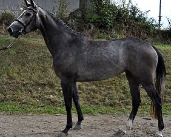 broodmare Dawha Al Semilly (Selle Français, 2013, from Nartago)