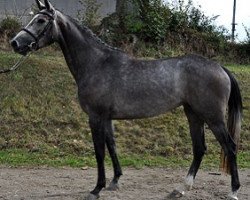 broodmare Dawha Al Semilly (Selle Français, 2013, from Nartago)