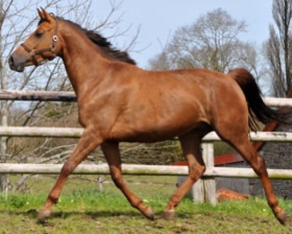 broodmare By Night Semilly (Selle Français, 2011, from Quaprice Z)