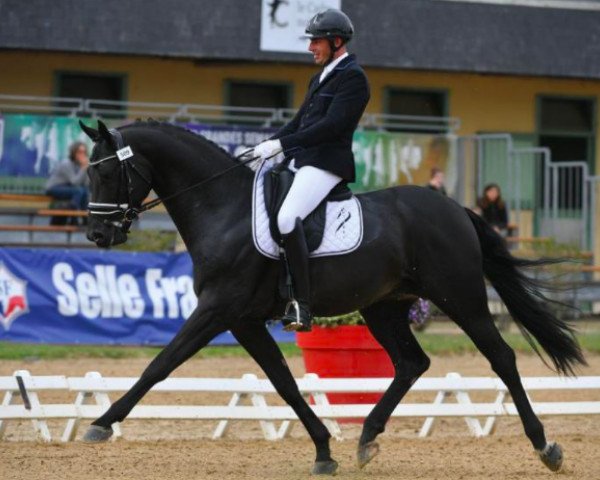 stallion Einstein du Parc (Selle Français, 2014, from Don Juan de Hus)