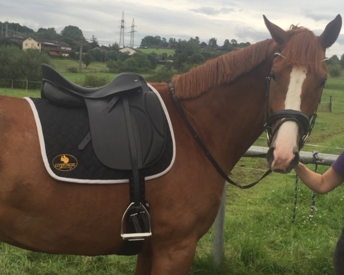 dressage horse Finley 113 (Hanoverian, 2013, from Fürst Nymphenburg)