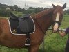 dressage horse Finley 113 (Hanoverian, 2013, from Fürst Nymphenburg)