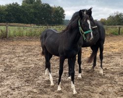 broodmare Dolce Vita (Westphalian, 2020, from Diamond Deluxe 3)