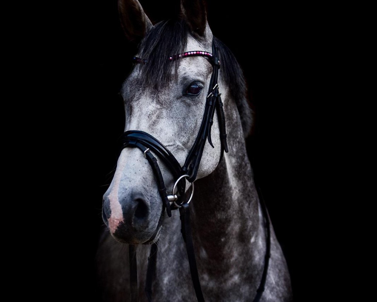 dressage horse Ortiz van Heiste (Belgian Warmblood, 2014, from Jamal Vd Heffinck)
