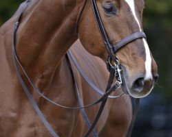 dressage horse Heinzelmann 6 (Hanoverian, 2009, from Hampton)