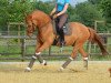 dressage horse FS Dorian Worry (German Riding Pony, 2012, from FS Don't Worry)