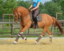 Dressurpferd FS Dorian Worry (Deutsches Reitpony, 2012, von FS Don't Worry)