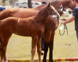 Springpferd Qventessa (Deutsches Sportpferd, 2007, von Qvenetie)