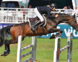 stallion Dubai de Soie (Selle Français, 2013, from Quaoukoura du Ty)