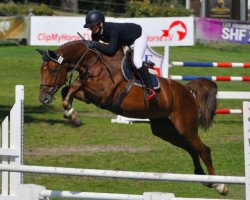 stallion Drako de Maugre (Selle Français, 2013, from Kannan)