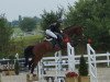 jumper Stuart Little B (Hanoverian, 2009, from Stolzenberg)