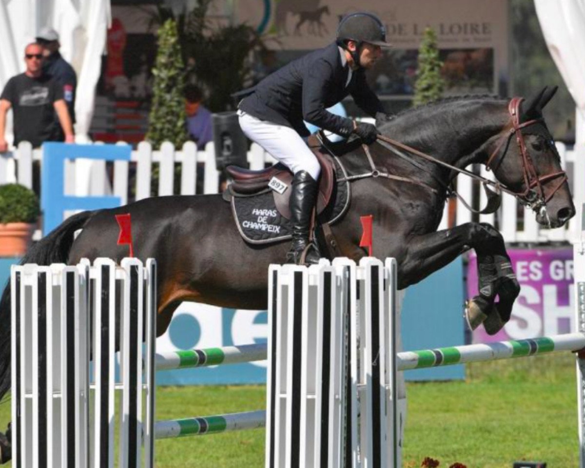 stallion Dollar Champeix (Selle Français, 2013, from Nippon D'Elle)