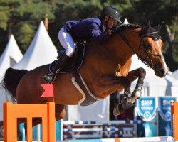 stallion Docker de Toscane (Selle Français, 2013, from Canturo)