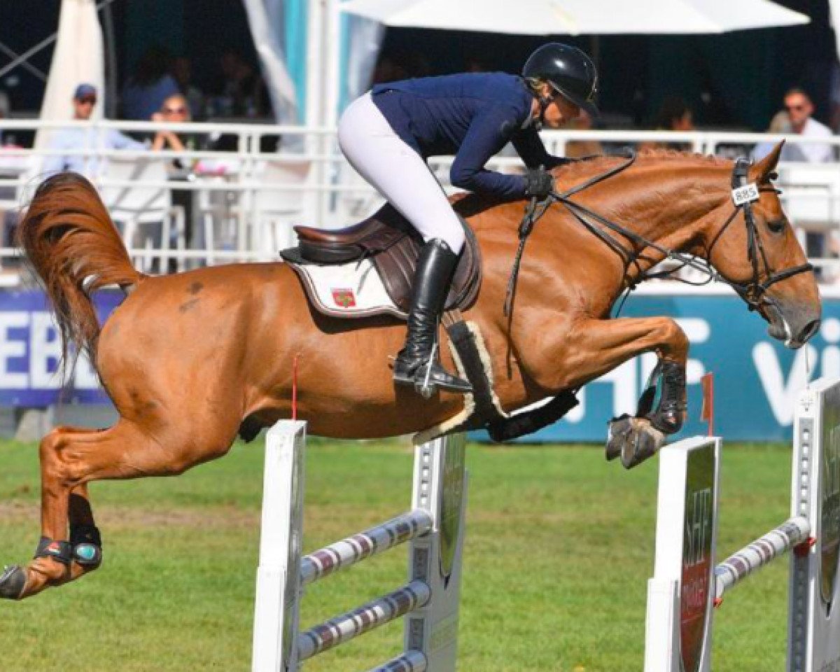 stallion Destin D'Euskadi (Selle Français, 2013, from Diamant de Semilly)
