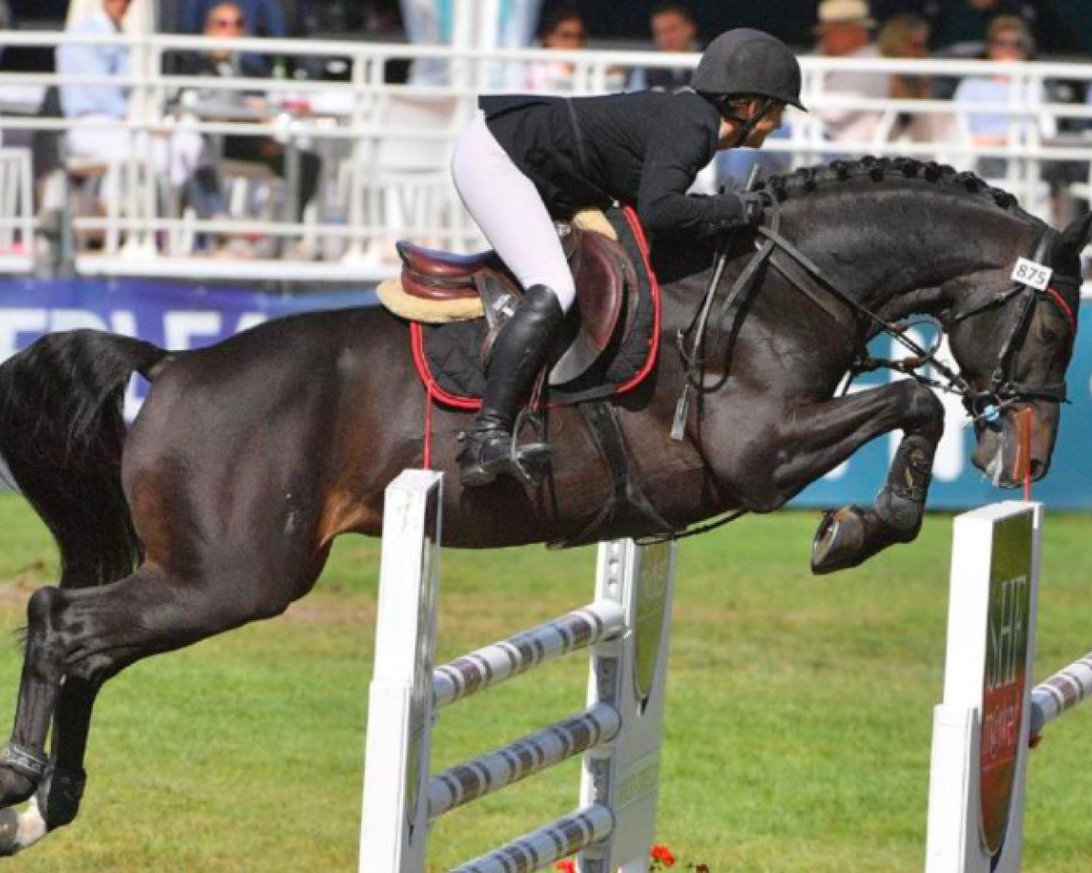 stallion Dakota des Naudieres (Selle Français, 2013, from Conrad de Hus)