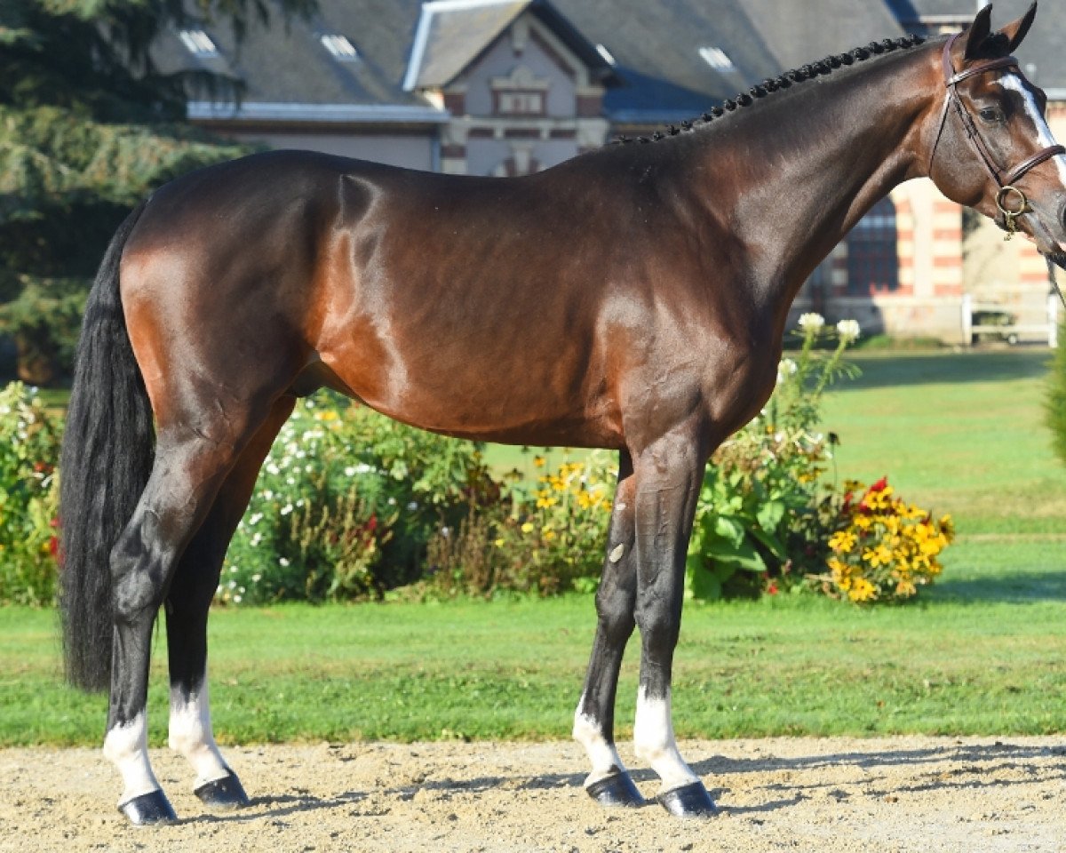 stallion Douglas du Gue (Selle Français, 2013, from Air Jordan Z)