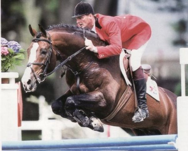 Deckhengst Damiro (Koninklijk Warmbloed Paardenstamboek Nederland (KWPN), 1985, von Ramiro Z)