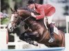 stallion Damiro (KWPN (Royal Dutch Sporthorse), 1985, from Ramiro Z)