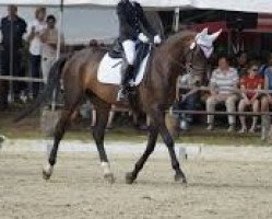 dressage horse Syala (Hanoverian, 2005, from Show Star)