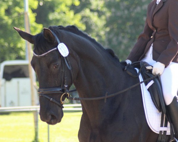 dressage horse Saphira (German Sport Horse, 2011, from Fürst Wettin)