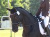 dressage horse Saphira (German Sport Horse, 2011, from Fürst Wettin)