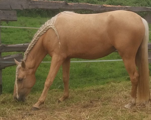 Pferd Calypso (Lusitano, 2016, von Dolar)