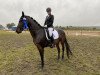 dressage horse Dinara P (German Sport Horse, 2015, from Diego de Semilly)