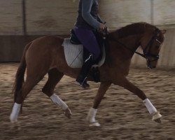 broodmare Dinky Rose (German Riding Pony, 2014, from Dimension AT NRW)