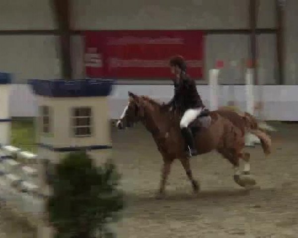 Hallenspringturnier Barlo Bocholt 2015
