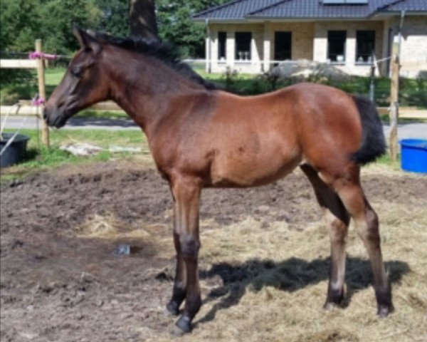 Pferd Diamond Pearl (Hannoveraner, 2015, von Dschehim ox)