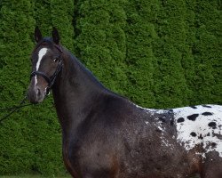 Pferd Lukier (Polnisches Warmblut, 2017)