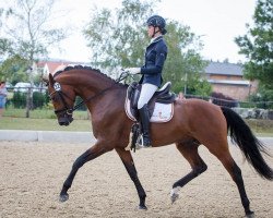 horse Braveheart (Österreichisches Warmblut, 2016, from Bernay)