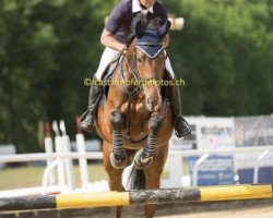 jumper Hilke (KWPN (Royal Dutch Sporthorse), 2012, from Chello III VDL)