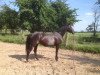 horse Ricko's Black Pearl (Westphalian, 2003, from Ricko)