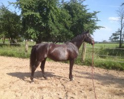 horse Ricko's Black Pearl (Westphalian, 2003, from Ricko)