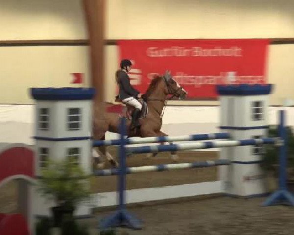 Hallenspringturnier Barlo Bocholt 2015