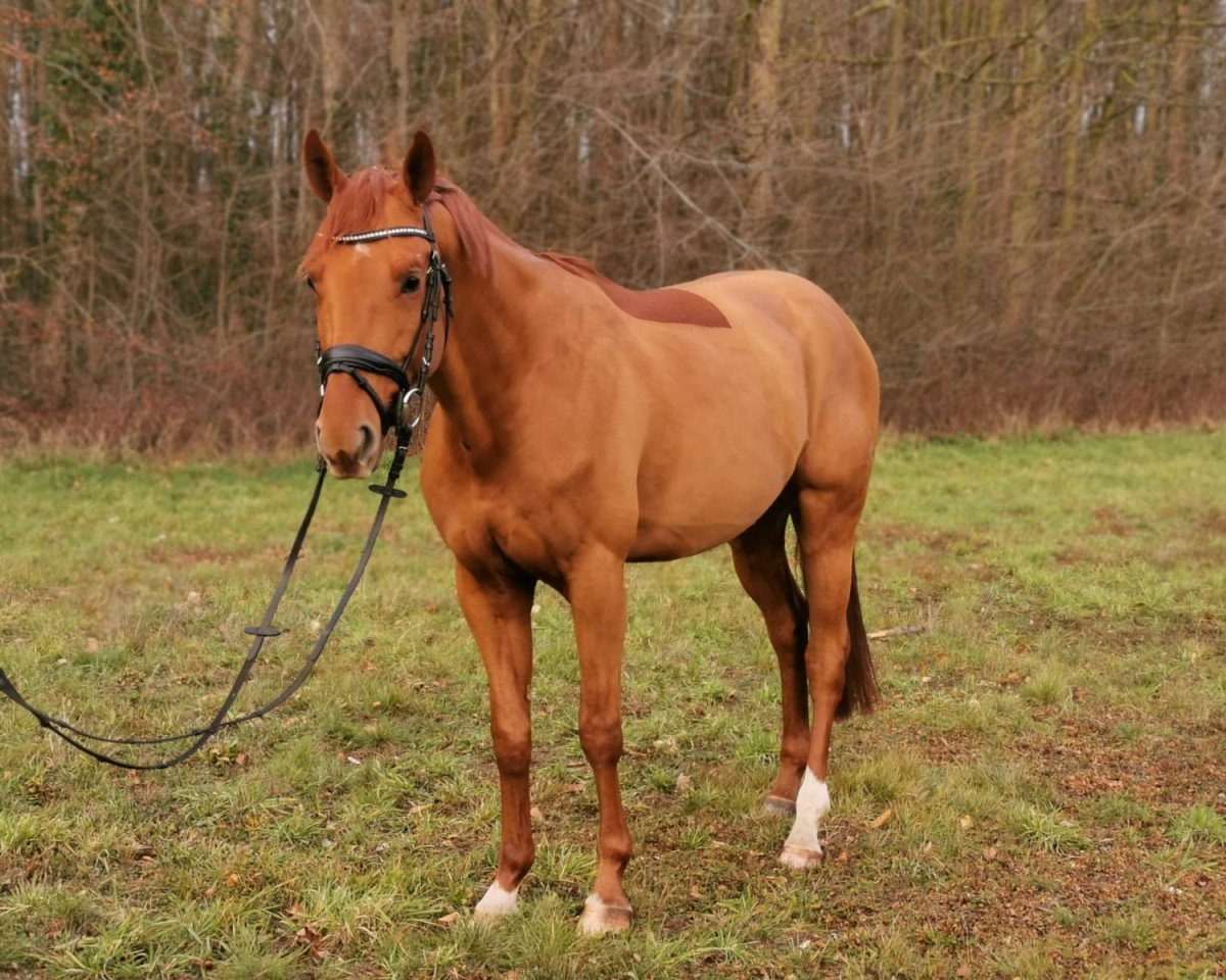 jumper Cosmo Blue AT (Oldenburg show jumper, 2016, from Chaccato)