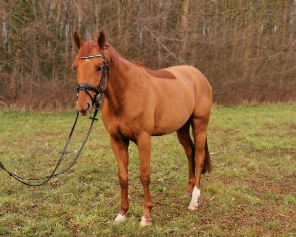 jumper Cosmo Blue AT (Oldenburg show jumper, 2016, from Chaccato)