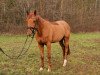 jumper Cosmo Blue AT (Oldenburg show jumper, 2016, from Chaccato)