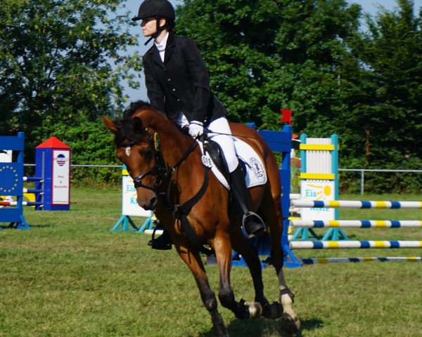 broodmare Arnimca (Dutch Pony, 2005, from Bokkesprong Casjmier)