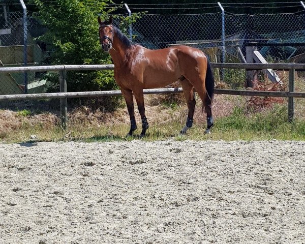 Springpferd Cornet's Carlo AT (Oldenburger Springpferd, 2015, von Cornet's Prinz)