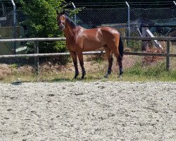 Springpferd Cornet's Carlo AT (Oldenburger Springpferd, 2015, von Cornet's Prinz)