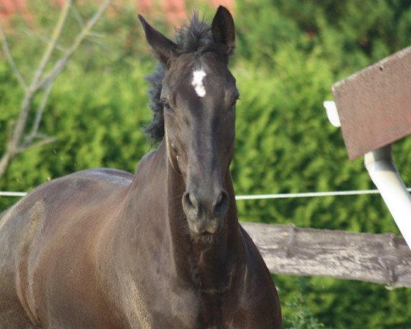 horse Grandioso 59 (Hanoverian, 1998, from Graf Top)