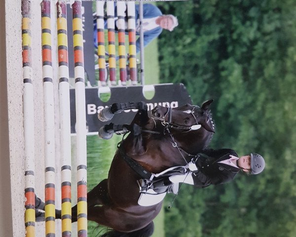 jumper Black Pearl 26 (German Riding Pony, 2004, from Neckar)