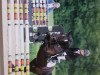 jumper Black Pearl 26 (German Riding Pony, 2004, from Neckar)