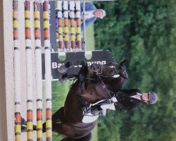 Springpferd Black Pearl 26 (Deutsches Reitpony, 2004, von Neckar)