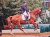 dressage horse Dante de Revel (German Sport Horse, 2015, from Dallas K)